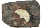 Fossil Ginkgo Leaf From North Dakota - Paleocene #232005-1